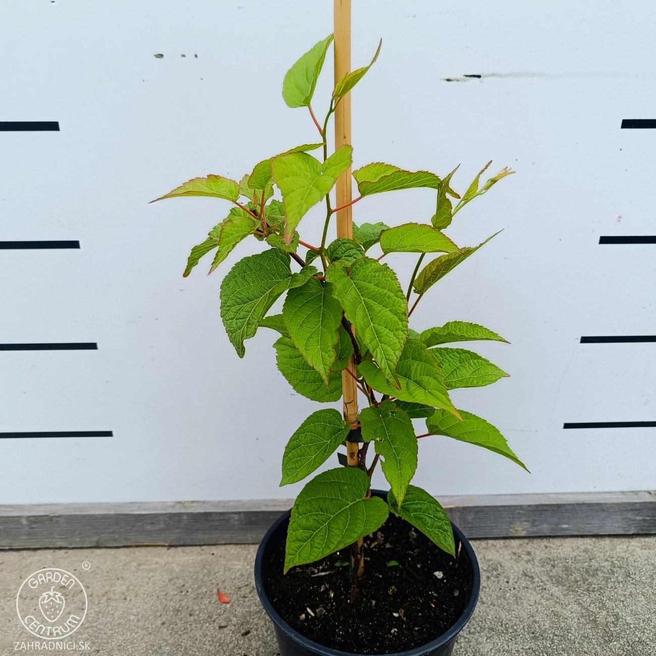 Obrázok Aktinídia význačná - kiwi (Actinidia kolomikta) ‘DR. SZYMANOWSKI’ - výška 30-40 cm, kont. C2L